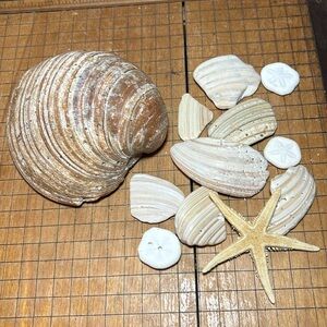 Large Heavy Clam Shell w Natural Variety Beach Bath Seashell Mix 1lb 10.7oz